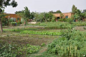 Jardins de l'association La Saisonnière à Ouagadougou